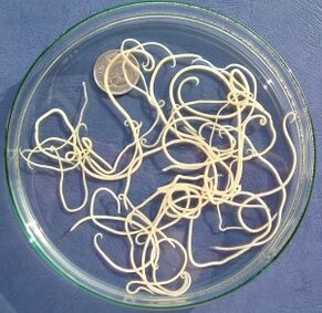 Parasiten