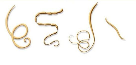 häufigsten Arten von Parasiten