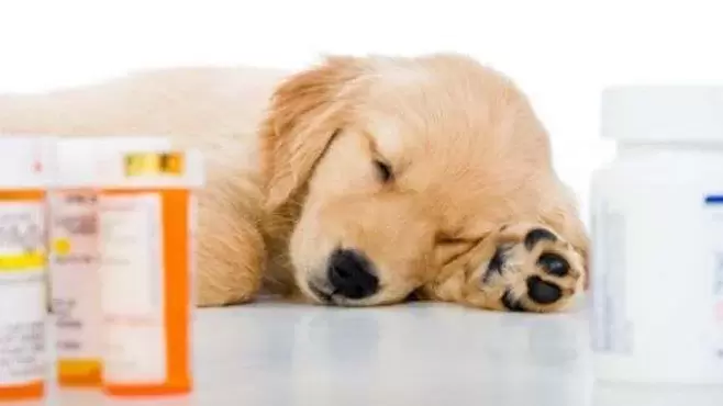 Medikamente zur Vorbeugung von Würmern bei Hunden